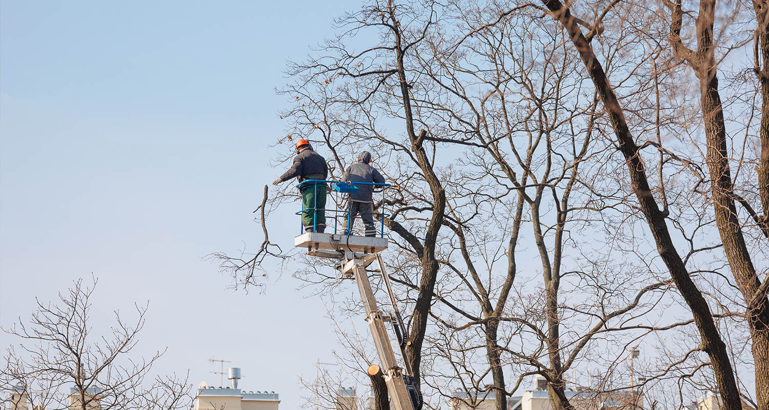Tree Services – JLT Landscaping